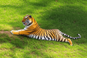 Featured image for 9 Jaw-Dropping Examples of Fitness in Natures Animals 2025