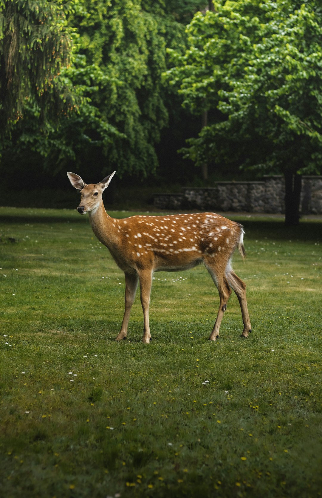 Deer in the forest by Fitness and Nature a deer standing on top of a lush green field