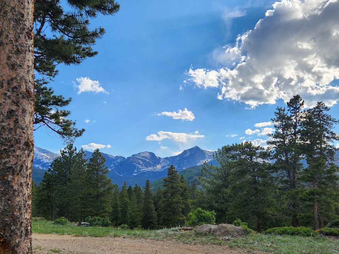 A dirt road in the middle of a forest