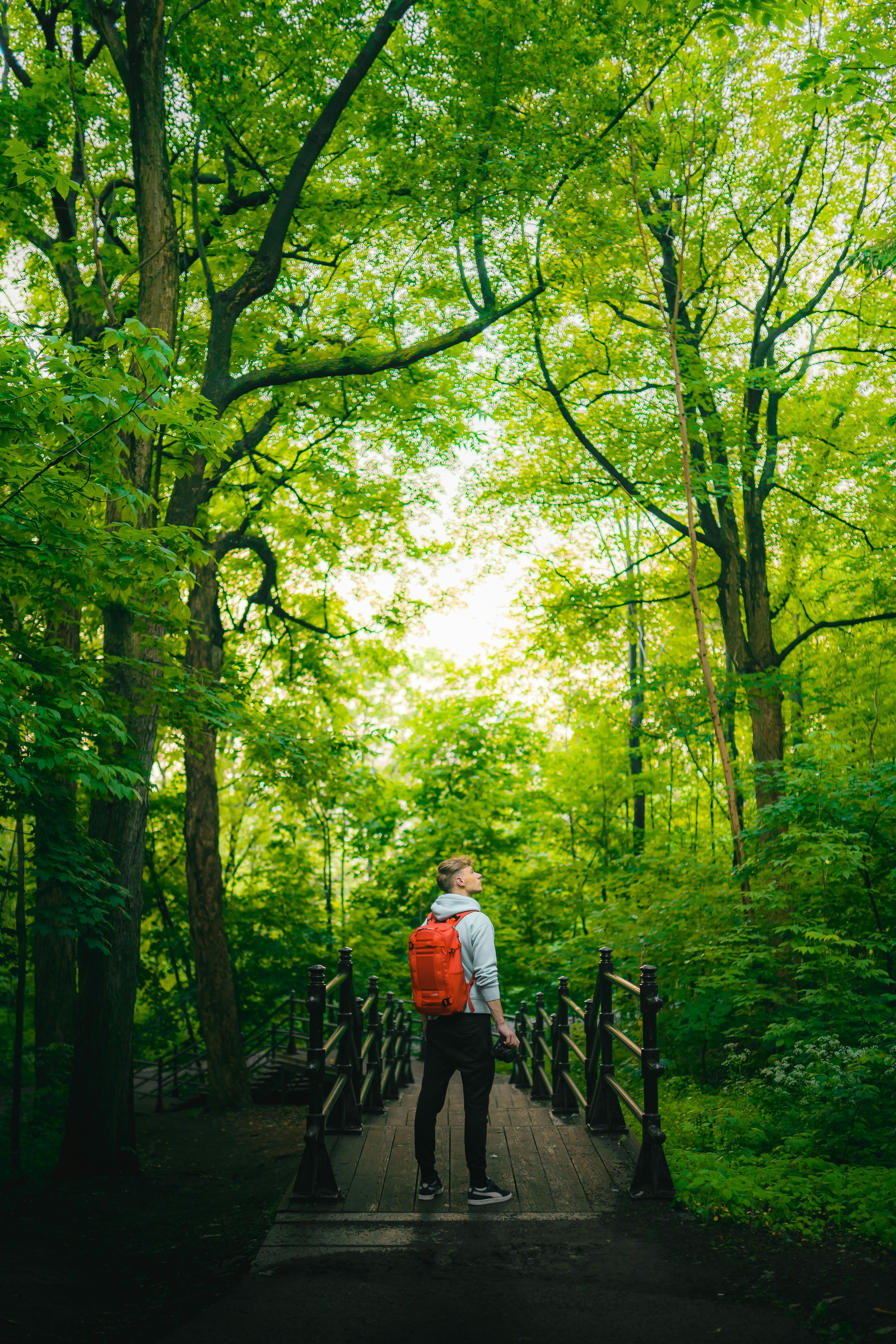 a person standing on a bridge in the woods